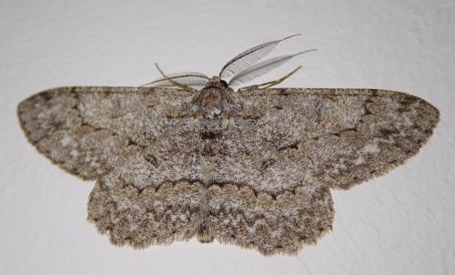 Réf. 275 634 : Hypomecis punctinalis